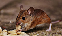 24 Hour & Emergency Exterminators in Mission Hills, CA